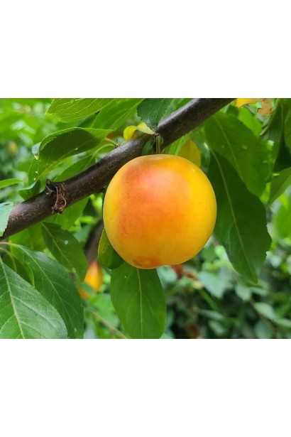 Prunus cerasifera ‘Gek’